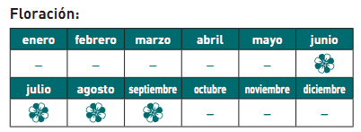 floración cactus injertado